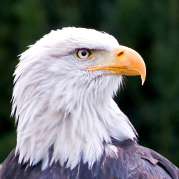 Kartal duvar kağıtları simgesi